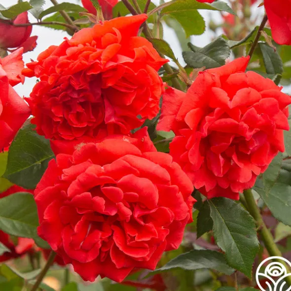 Heirloom Roses Kanegem