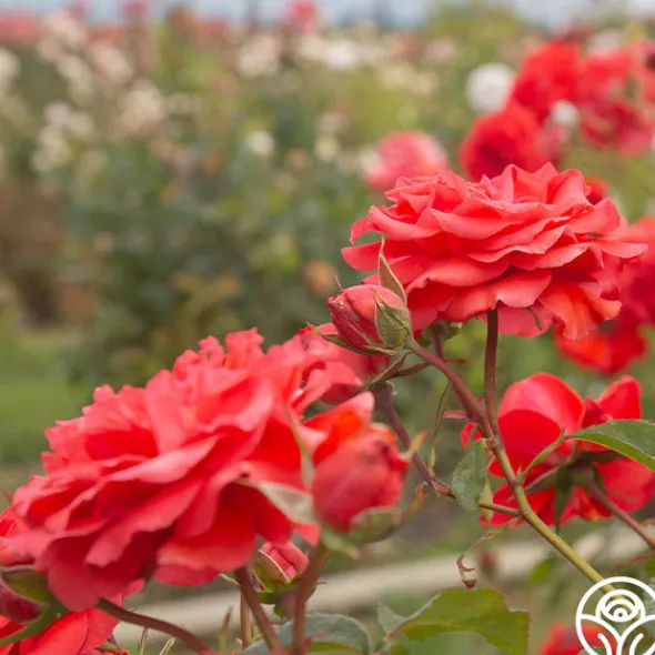Heirloom Roses Kanegem