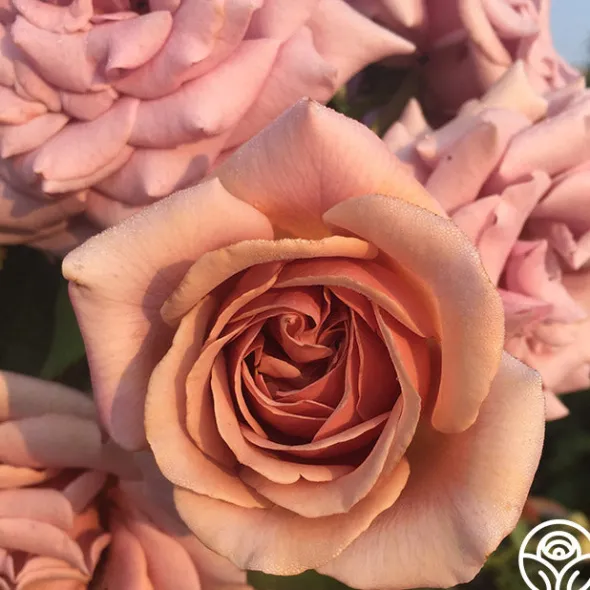 Heirloom Roses Koko Loko™ Best