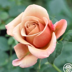 Heirloom Roses Koko Loko™ Best