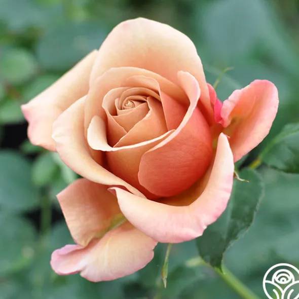 Heirloom Roses Koko Loko™ Best