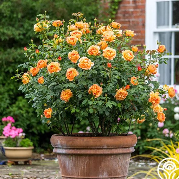 Heirloom Roses Lady Of Shalott Best