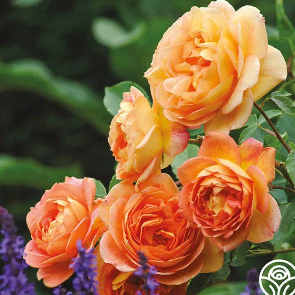 Heirloom Roses Lady Of Shalott Best