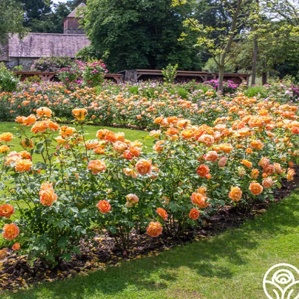 Heirloom Roses Lady Of Shalott Best
