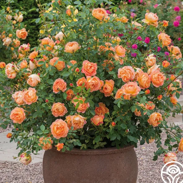 Heirloom Roses Lady Of Shalott Best