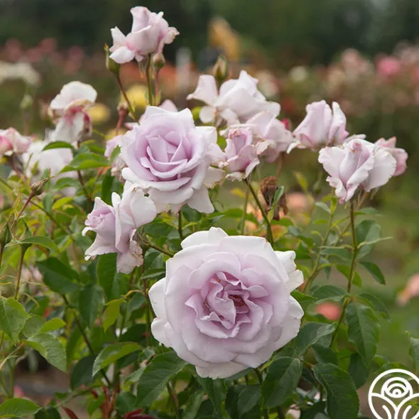 Heirloom Roses Lagerfeld Sale