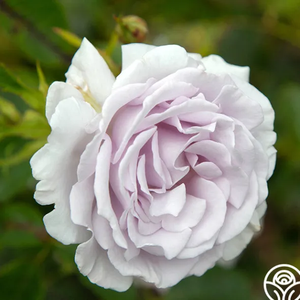 Heirloom Roses Lagerfeld Sale