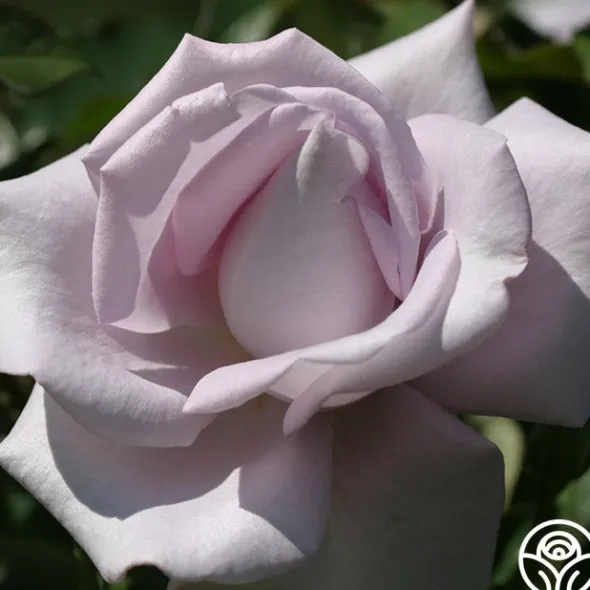 Heirloom Roses Lagerfeld Sale