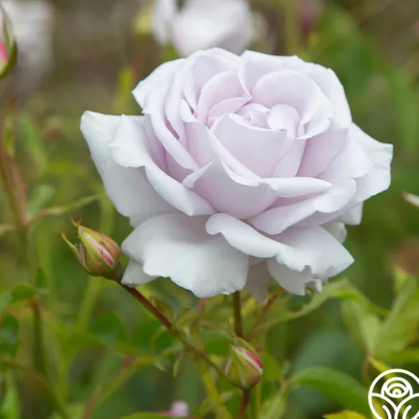 Heirloom Roses Lagerfeld Sale