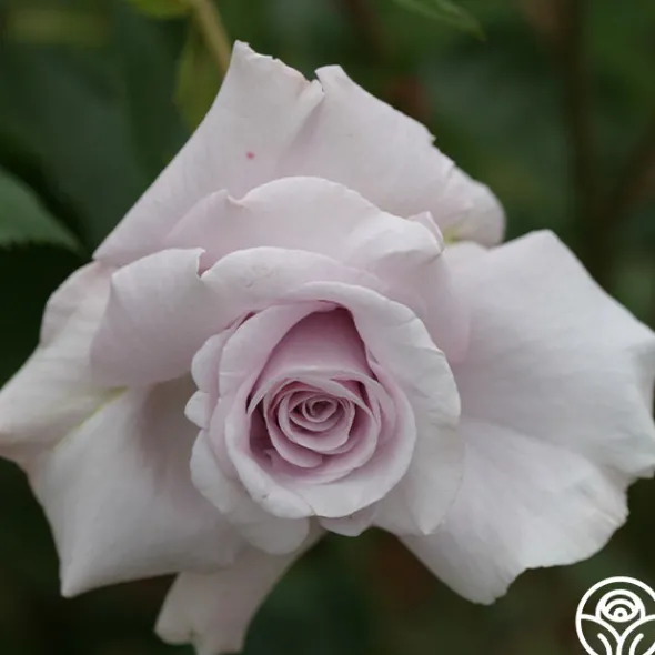 Heirloom Roses Lagerfeld Sale