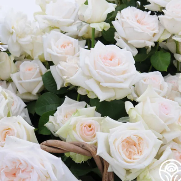 Heirloom Roses Last Chance Roses Outlet