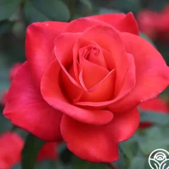 Heirloom Roses Last Chance Roses Outlet