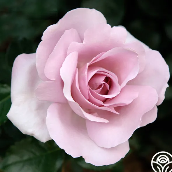 Heirloom Roses Le Petit Prince Online