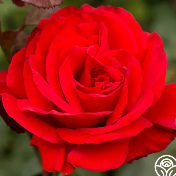 Heirloom Roses Legends™ Best