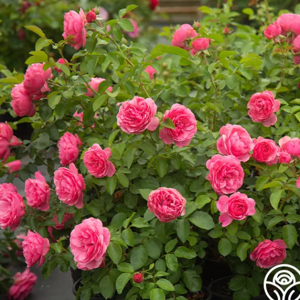 Heirloom Roses Leonardo Da Vinci® Clearance