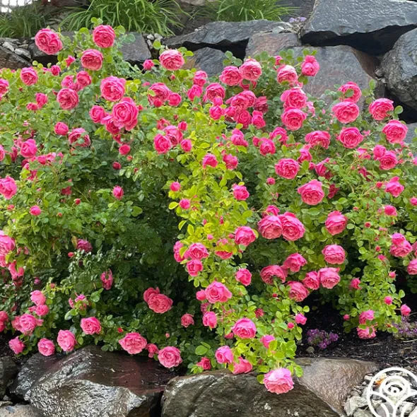 Heirloom Roses Leonardo Da Vinci® Clearance