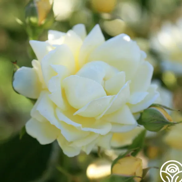 Heirloom Roses Light Of Day Hot