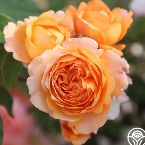 Heirloom Roses Louise Clements™ Sale