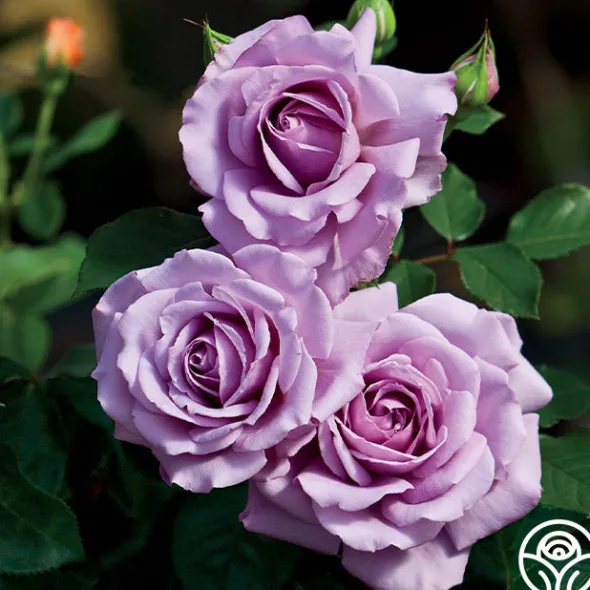 Heirloom Roses Love Song Clearance