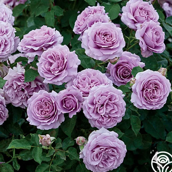 Heirloom Roses Love Song Clearance
