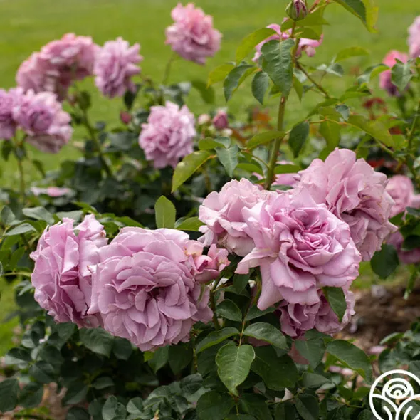 Heirloom Roses Love Song Clearance