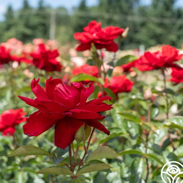 Heirloom Roses Madame Delbard® Sale