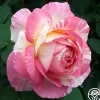Heirloom Roses Marc Chagall™ Discount