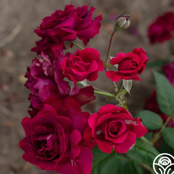 Heirloom Roses Mavourneen Best