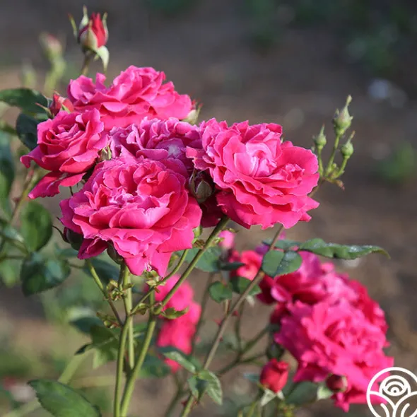 Heirloom Roses Mavourneen Best