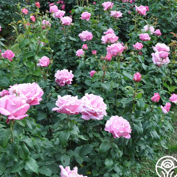 Heirloom Roses Memorial Day™