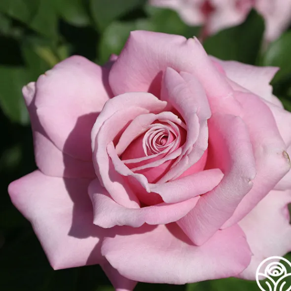 Heirloom Roses Memorial Day™