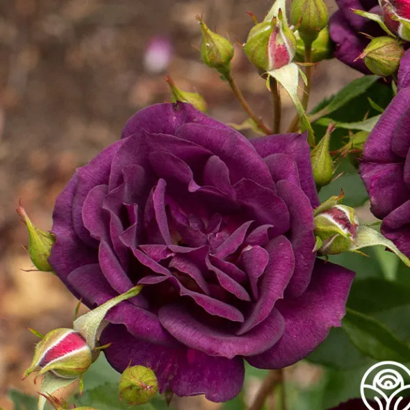 Heirloom Roses Midnight Blue™ Outlet