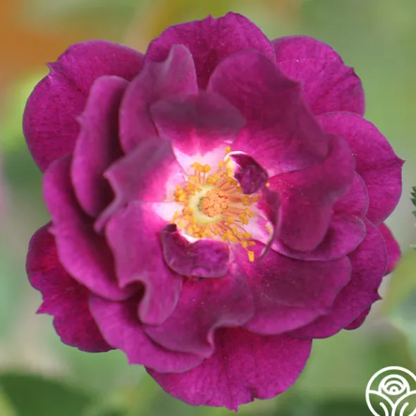 Heirloom Roses Midnight Blue™ Outlet
