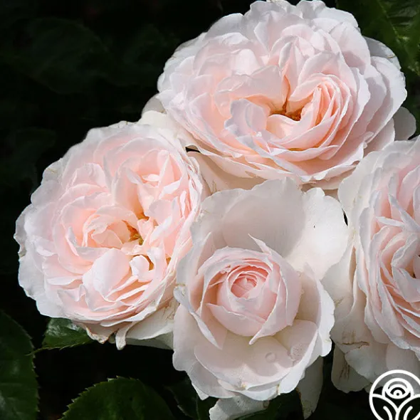 Heirloom Roses Miss Dior™ Outlet