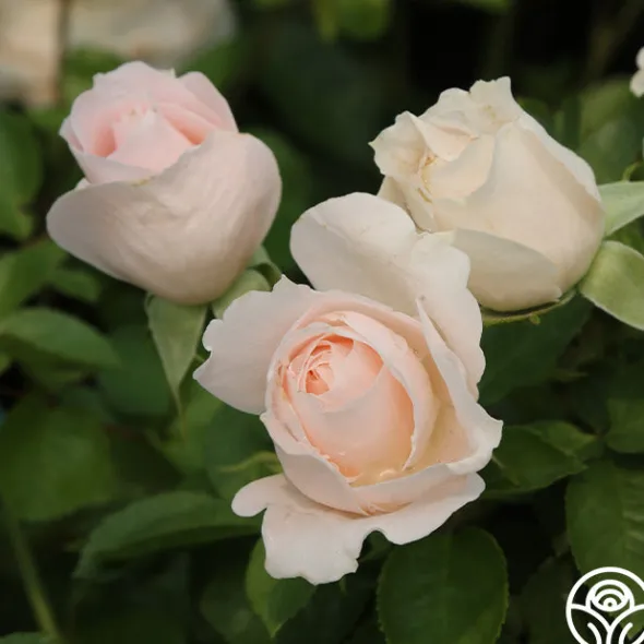 Heirloom Roses Miss Dior™ Outlet