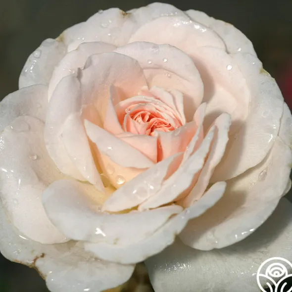 Heirloom Roses Miss Dior™ Outlet