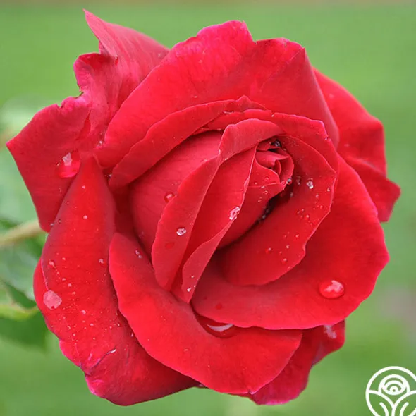 Heirloom Roses Mister Lincoln® Discount