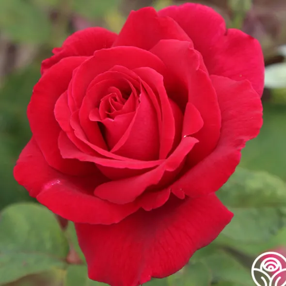 Heirloom Roses Mister Lincoln® Discount