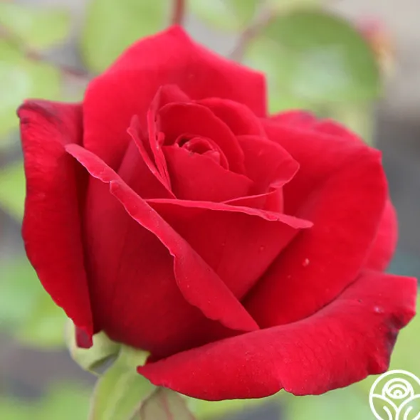 Heirloom Roses Mister Lincoln® Discount
