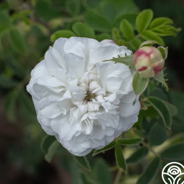 Heirloom Roses Mme Plantier Discount
