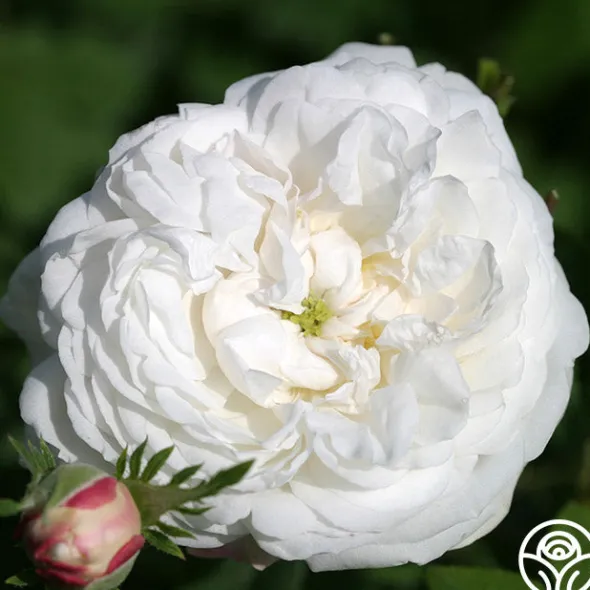Heirloom Roses Mme Plantier Discount
