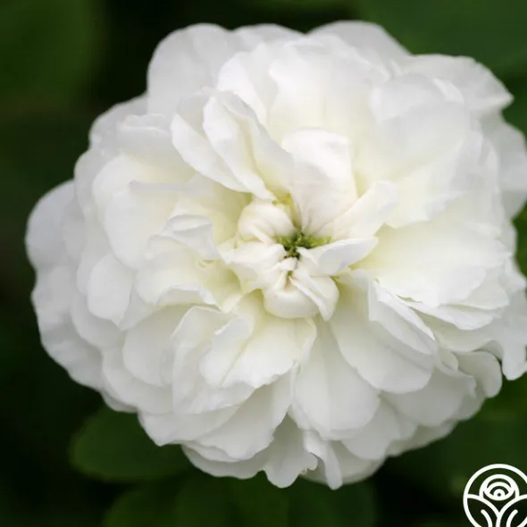 Heirloom Roses Mme Plantier Discount