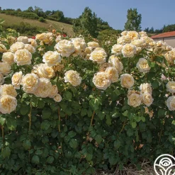 Heirloom Roses Moonlight Romantica® New