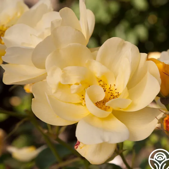 Heirloom Roses Morning Has Broken™ Discount