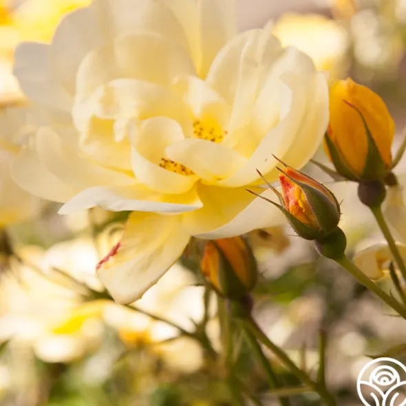Heirloom Roses Morning Has Broken™ Discount