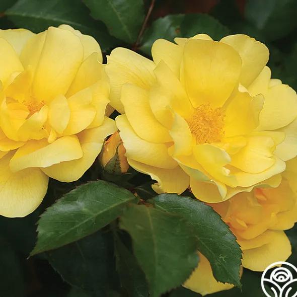 Heirloom Roses Morning Has Broken™ Discount