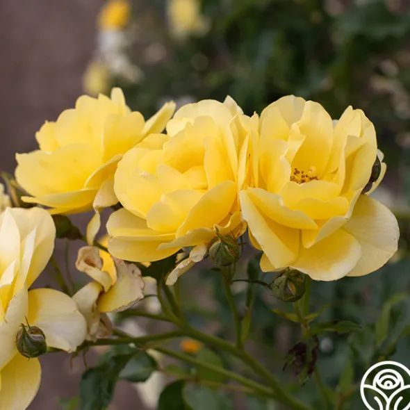 Heirloom Roses Morning Has Broken™ Discount