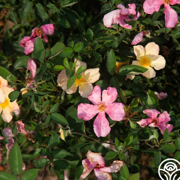 Heirloom Roses Mutabilis