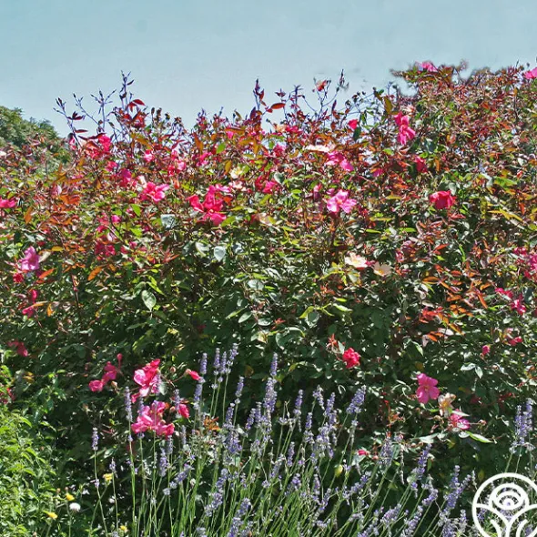 Heirloom Roses Mutabilis