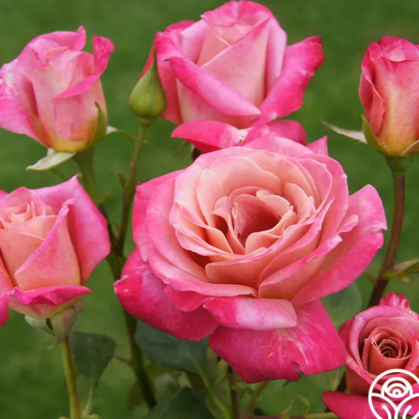 Heirloom Roses Muzi-Lucia Hot